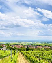 Sven Schmidt - IT Beratung Bild 3