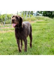 Weingut Hermann Kern Bild 6