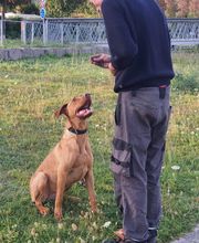 Dog's alpha Concept image 3
