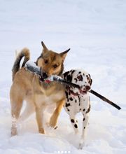 Hundeausführer Grindelwald