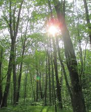 Shire in the Woods image 1