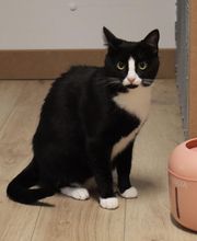 Pattenrond & Cie image 19