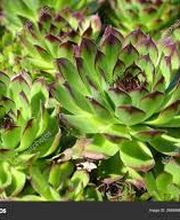 SCEA DE BEAUNE image 7