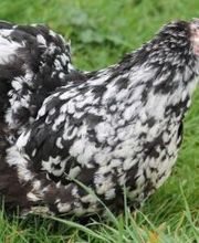 Elevage Du Bichet EARL image 2