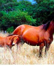 Virginie Genevois image 2