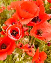Provence by Flore image 13