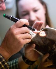 Best Care Pet Hospital image 6