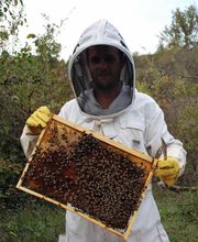 L'Abeille des Sources image 1