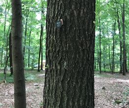 FriedWald Meroder Wald Bild 2