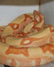 Morelias JM image 16