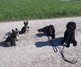 Focus Dogs Hundeschule KlG Bild 6