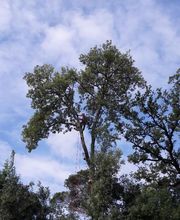 Arbroservice image 12