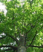 LMC 19 LES MENUISERIES CORREZIENNES image 6