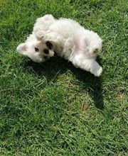 Elevage Kimy's Valey image 17