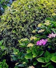 DZ Hauswartung und Gartenunterhalt Bild 3