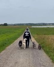 Focus Dogs Hundeschule KlG Bild 1