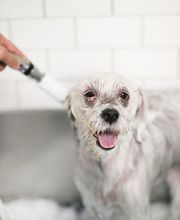 Rye Harrison Veterinary Hospital image 10