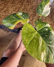 fordplants Bild 8
