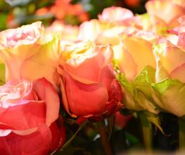 Atelier Cagna-Fleurs Bild 3