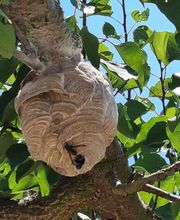 Décim'Guêpes image 1