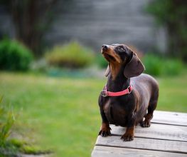 Reinado Canino imagen 18
