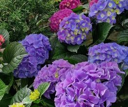 Die Blumenwerkstatt Wilhelm Rippel Bild 6