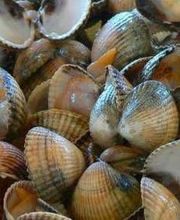 Bar Marisquería Tres Hermanos imagen 7