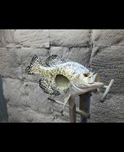 Carroll's Wildlife Taxidermy image 13