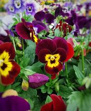 fleur entree mag 360 2.jpg