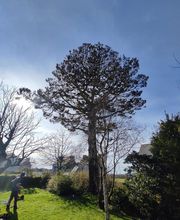 Baron Élagage image 9