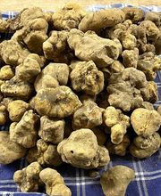 Restaurant Pizzeria Campano Bild 7