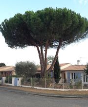 Arbroservice image 3