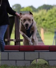 RolfsRudel Hundeschule / Rolf Matar Bild 9