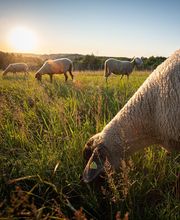 Schieferhaus - Genuss am See Bild 7