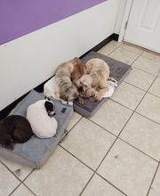 Pet Paradise image 20