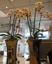 Kniest Hair en Beautysalon