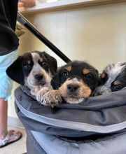 Fairview Animal Hospital image 8