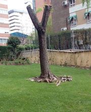 INDIGO JARDINES imagen 14