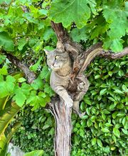 Concepts Paysages Végétaux image 3