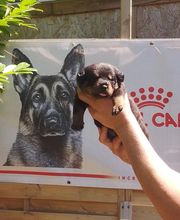 Elevage Des Princes De L'albinol image 18