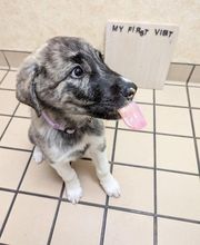 Lashley Animal Hospital image 14