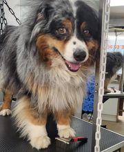 A FLAIR ALLURE image 7