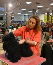 La Gent Canine image 8