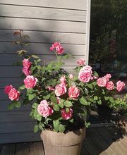 Les Buis de Laborie image 6