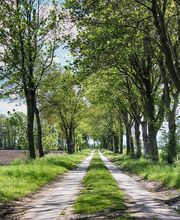 Die Baumflüsterer - GalabauM Bild 3
