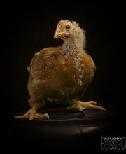 Les Volailles D'Armor image 8