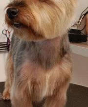 Toiletteur Zencani'cat image 16