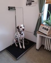 Hund auf Waage