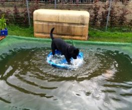 Smiling Dog Bild 6