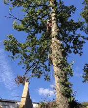 Kangourou Arboricole Élagage image 4